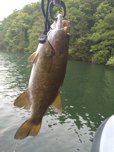 スモールマウスバスの釣果