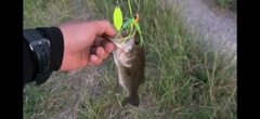 ブラックバスの釣果