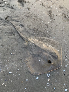 アカエイの釣果