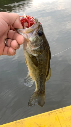 ブラックバスの釣果