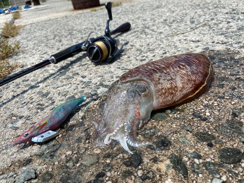 コウイカの釣果