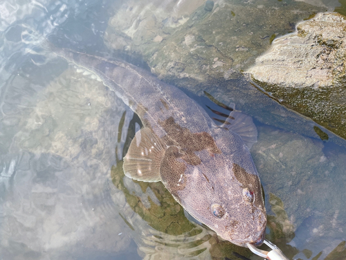 マゴチの釣果