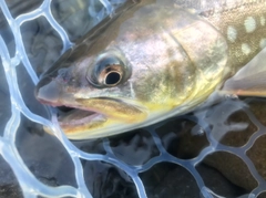 アメマスの釣果