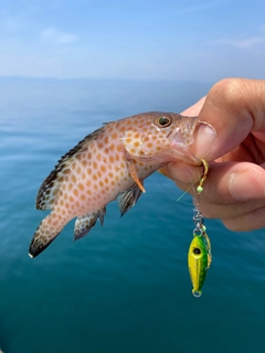 オオモンハタの釣果