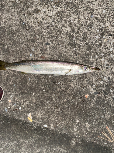 オニカマスの釣果