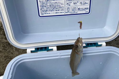 シロギスの釣果