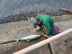 ブリの釣果