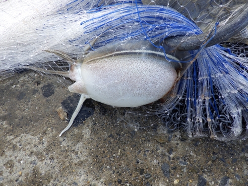 シリヤケイカの釣果