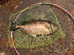 アイゴの釣果
