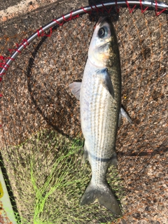 ボラの釣果