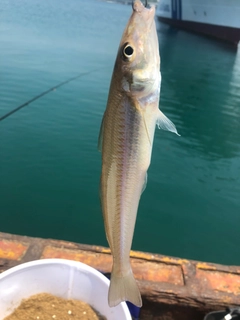 キスの釣果