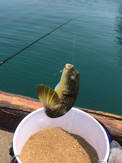 クサフグの釣果