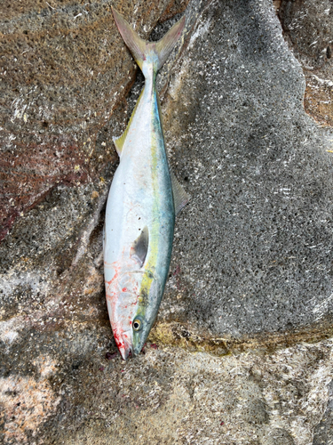 メジロの釣果