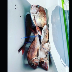 タイの釣果