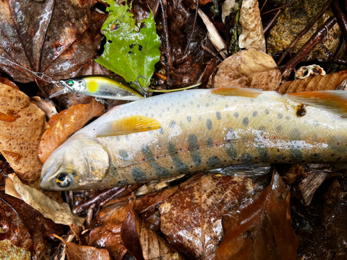 ヤマメの釣果