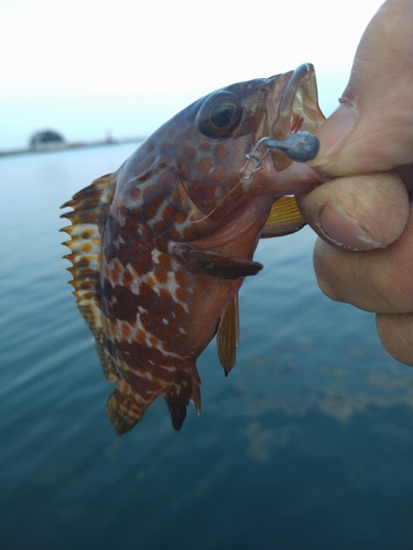 釣果