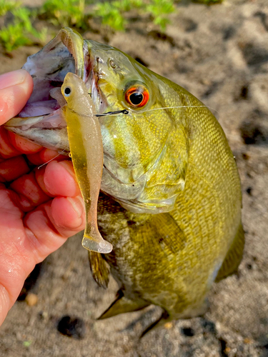 スモールマウスバスの釣果