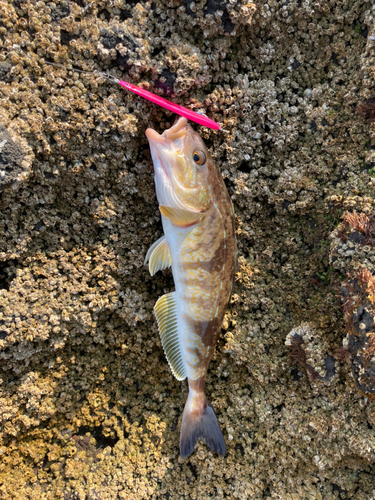 ホッケの釣果