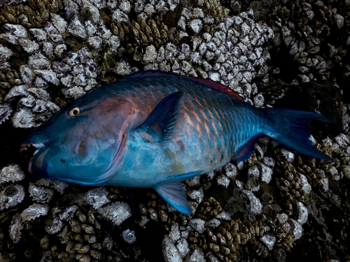 ヒブダイの釣果