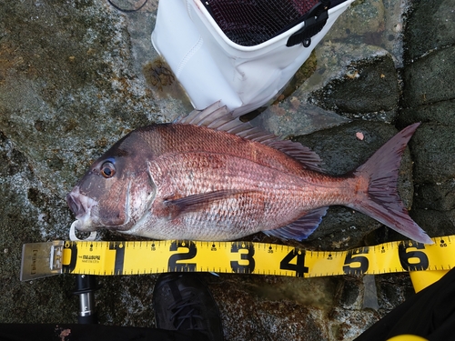 マダイの釣果