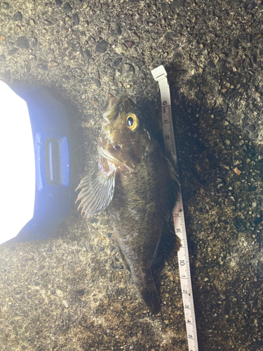 タケノコメバルの釣果