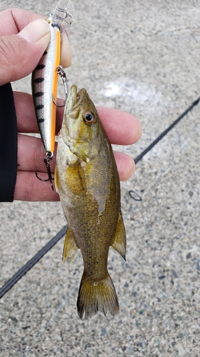 スモールマウスバスの釣果