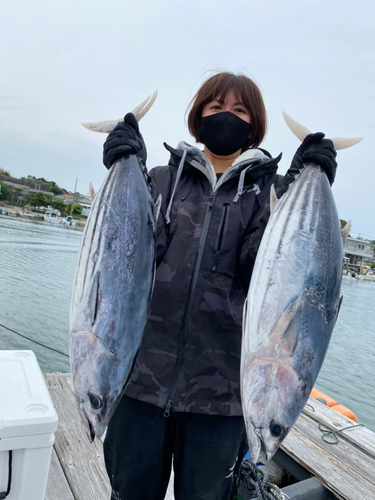 カツオの釣果