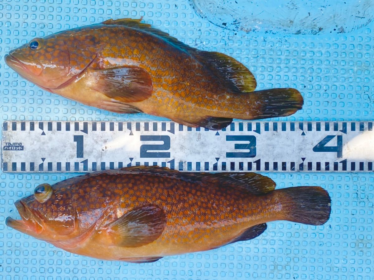 ハナちゃん💫（Hanali）さんの釣果 2枚目の画像