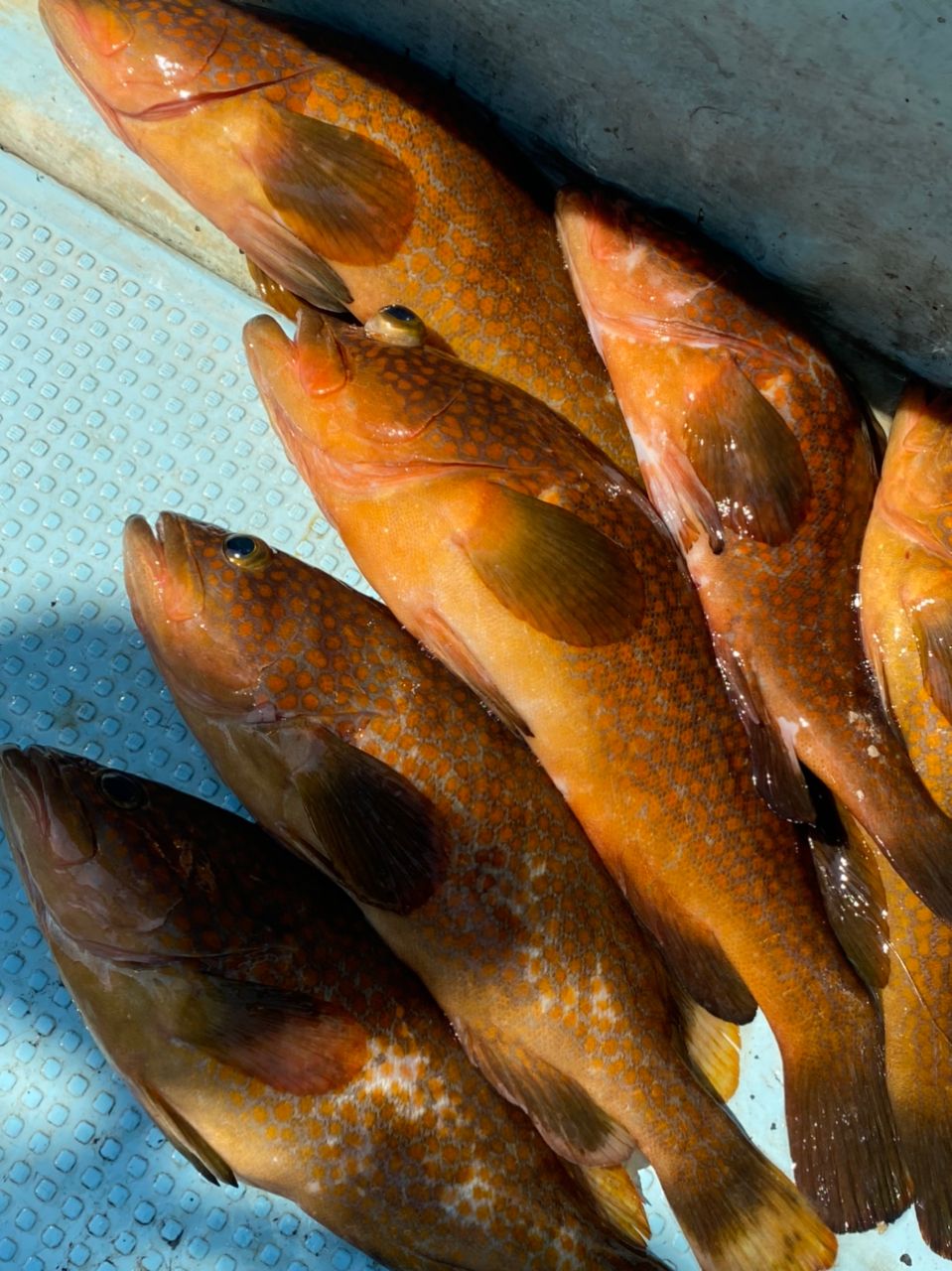 ハナちゃん💫（Hanali）さんの釣果 3枚目の画像