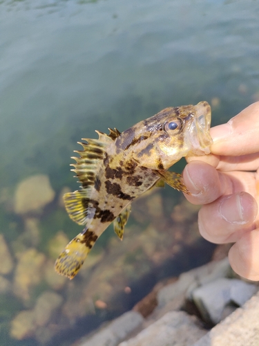 タケノコメバルの釣果