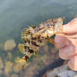 タケノコメバル