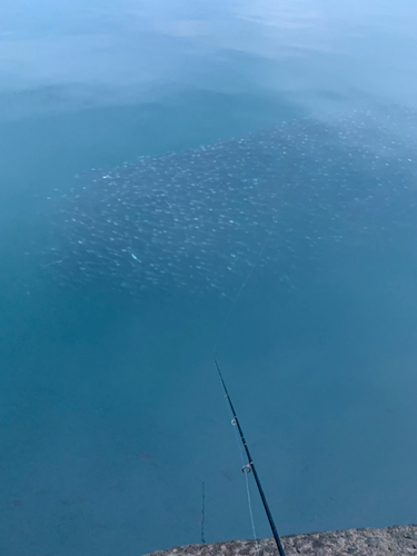 イワシの釣果