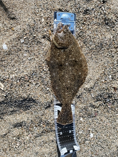 ソゲの釣果