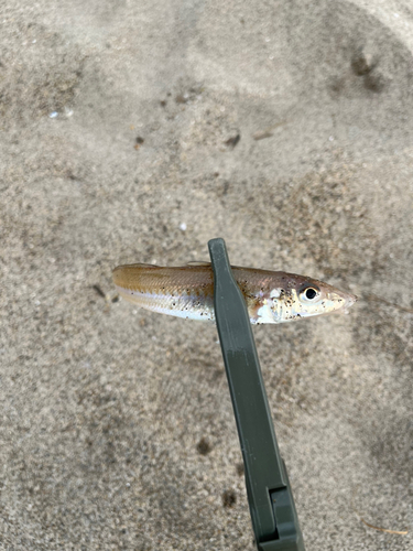 キスの釣果