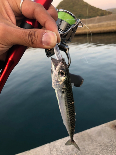 サバの釣果