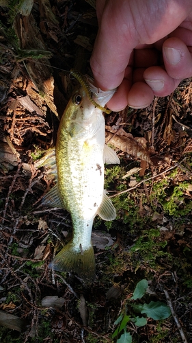 ブラックバスの釣果