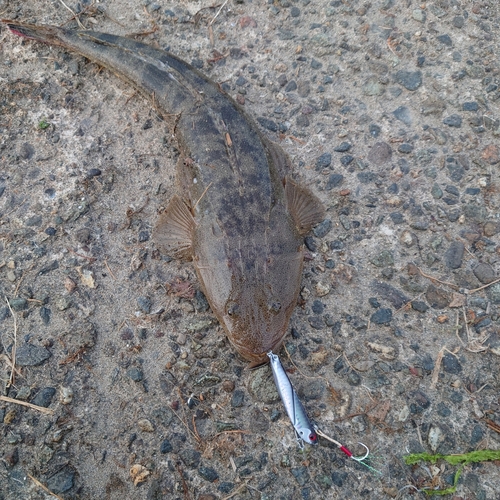 マゴチの釣果