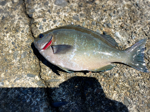 メジナの釣果