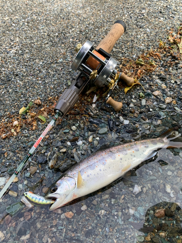 アマゴの釣果