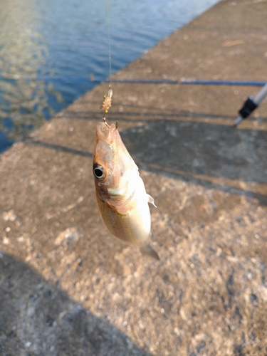 シロギスの釣果