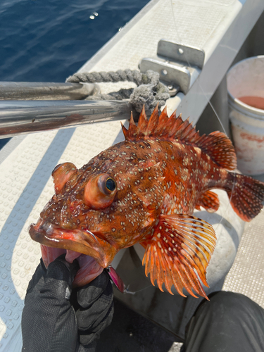 ガシラの釣果