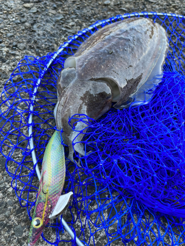 コウイカの釣果