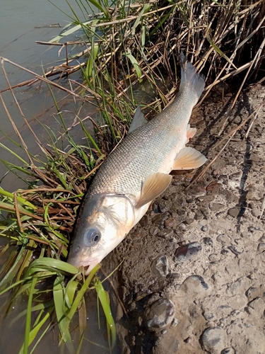 ウグイの釣果