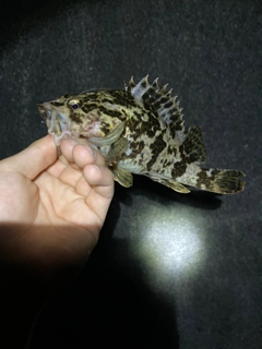 タケノコメバルの釣果