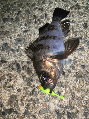 メバルの釣果