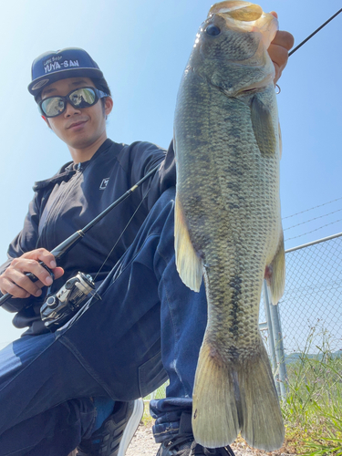 ラージマウスバスの釣果