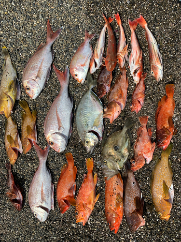 マトウダイの釣果