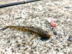 ハゼの釣果