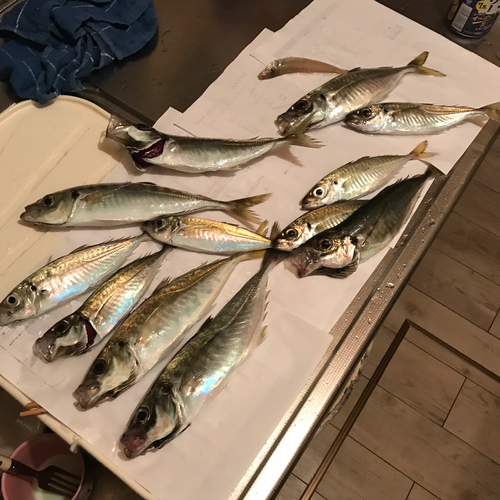 アジの釣果