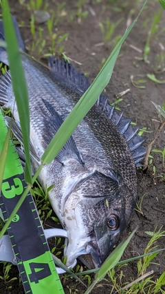 チヌの釣果